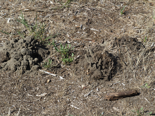 Coast Mole observed by johndreynolds