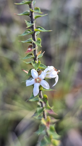 Epacris pulchella, photograph 2