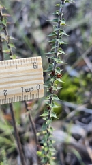 (c) Petra Holland, some rights reserved (CC BY) Epacris pulchella, photograph (c) Petra Holland, some rights reserved (CC BY)