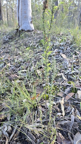Epacris pulchella, photograph 4