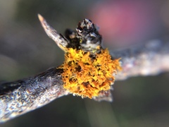 Teloschistes velifer