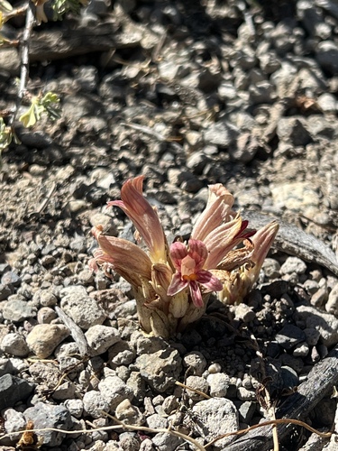 iNaturalist observation photo of Flat-top Broomrape