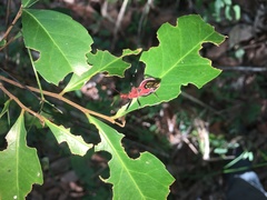 Gminatus wallengreni