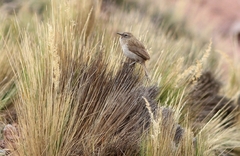 Asthenes humilis