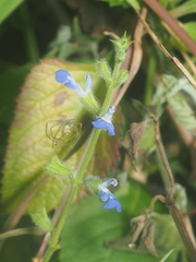 Salvia misella