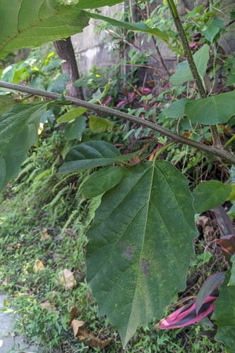 Cordia dichotoma, photograph 4