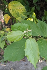 Cordia dichotoma, photograph (c) 許文俊, some rights reserved (CC BY-SA)