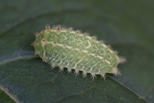 Nason's Slug Moth photo 3