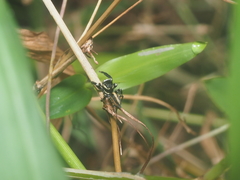 Evarcha bulbosa