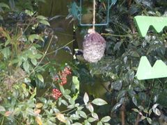 Periparus ater britannicus