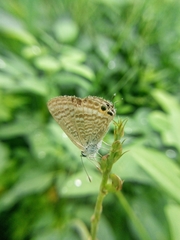 Lampides boeticus