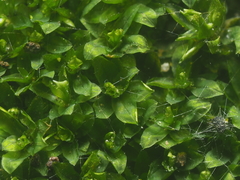 Hyophila involuta