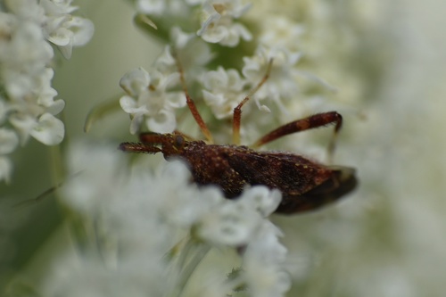 Clouded Plant Bug photo 5