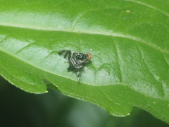 Cecidochares connexa