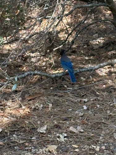 iNaturalist observation photo of Steller's Jay