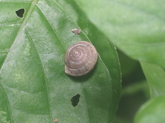 Dyakiidae