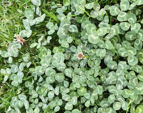 white clover