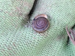 Daedalochila mooreana