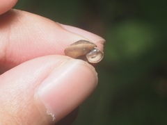 Dyakiidae