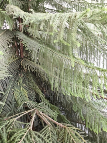 Cook pine