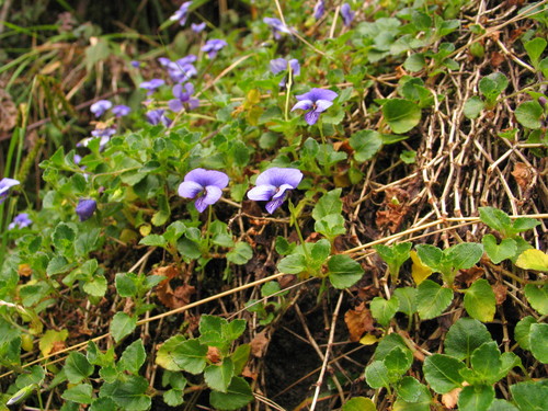 Viola eminii image