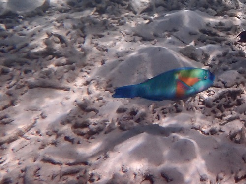 Chlorurus bowersi observed 2026-07-31