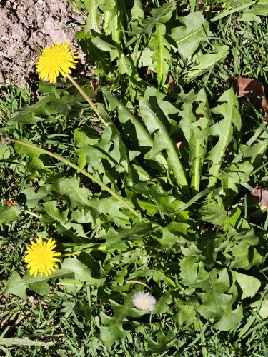 common dandelion