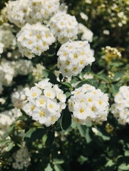 Spiraea × vanhouttei