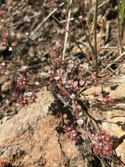 Chorizanthe breweri