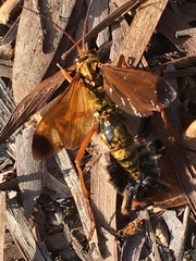 Macromerella honesta