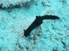 Nembrotha cristata
