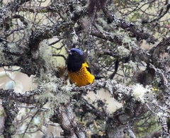 Golden-Backed Mountain-Tanager photo 4