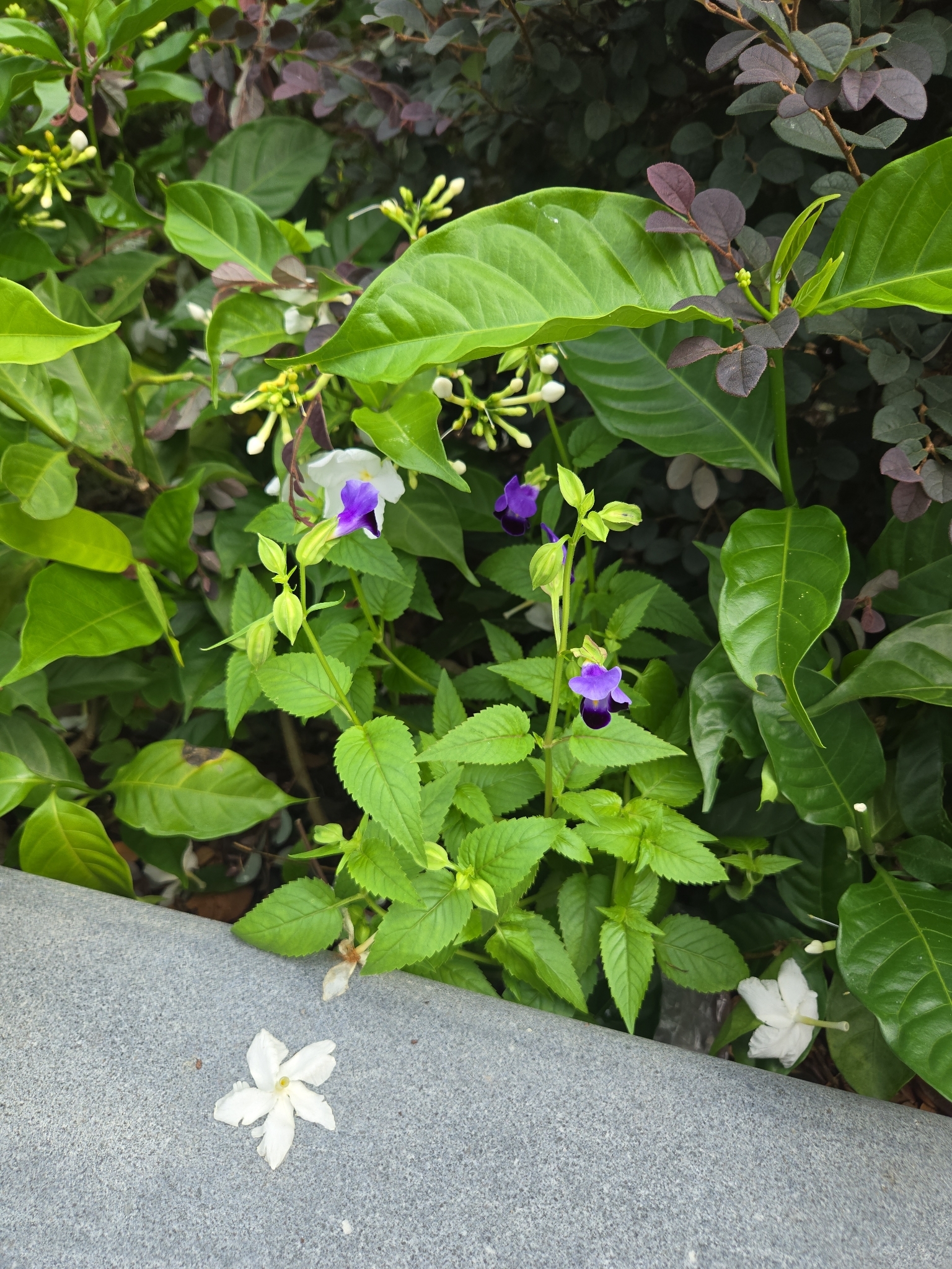 Torenia fournieri — ảnh 2