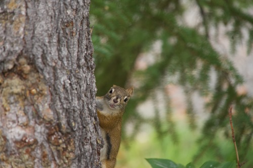 American Red Squirrel