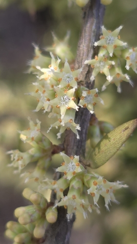 Acrotriche divaricata