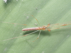 Tetragnatha hasselti