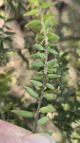 Acrotriche divaricata, photograph 3
