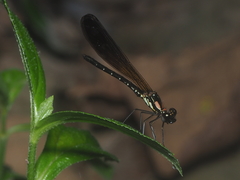 Heliocypha fenestrata