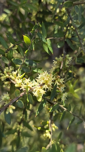 Acrotriche divaricata, photograph 4
