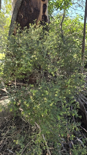 Acrotriche divaricata, photograph 5