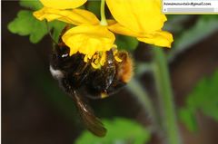 Bombus ganjsuensis