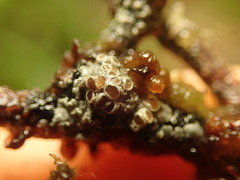 Degelia crustacea