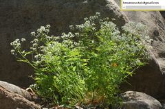 Cardamine leucantha