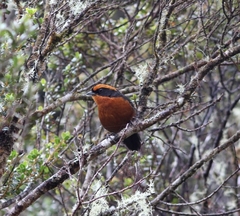 Poospiza rufosuperciliaris