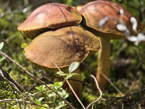 Aureoboletus projectellus