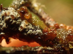 Degelia crustacea