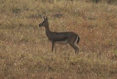 Gazella bennettii