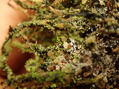 Psoroma asperellum