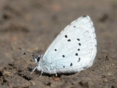 Celastrina argiolus