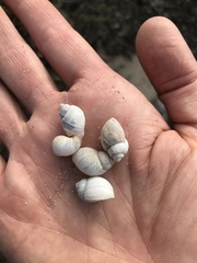 Bothriembryon mastersi